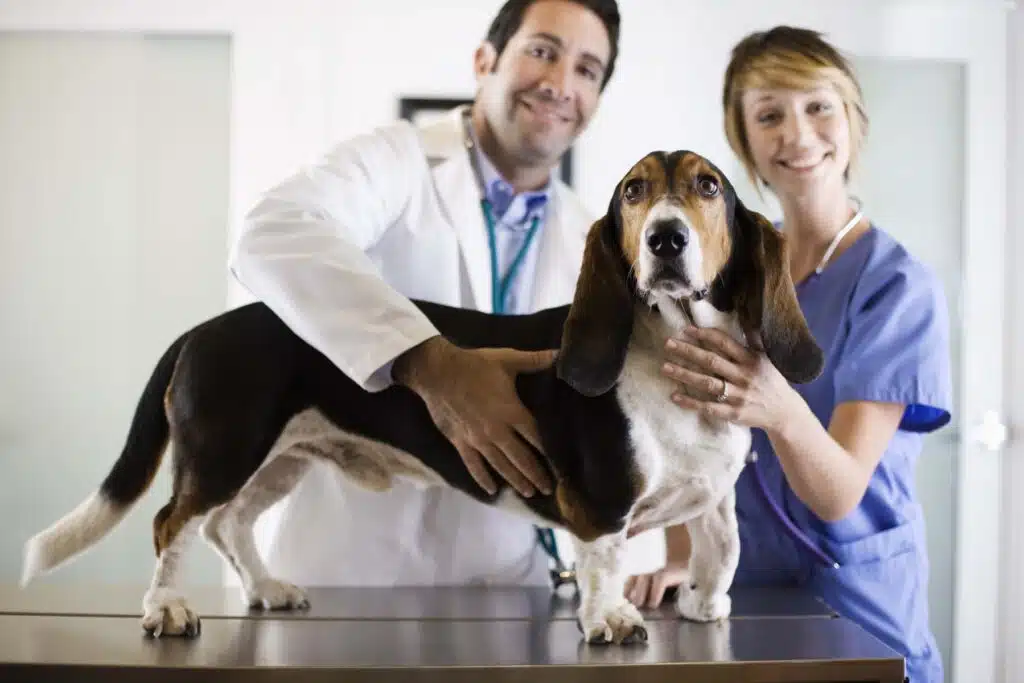 Veterinarians with a dog